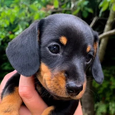 Indy, Phoenix & Dora Miniature Dachshunds profile