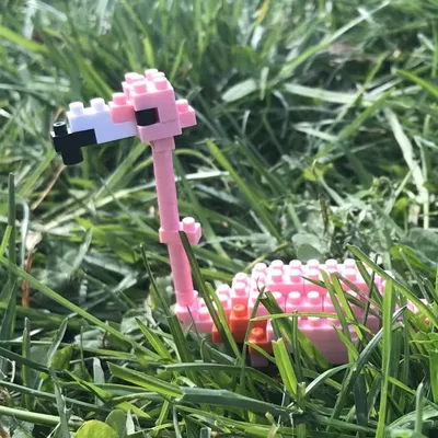 The Pink Flamingo ๐พ profile