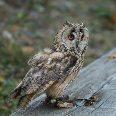 Owlie profile