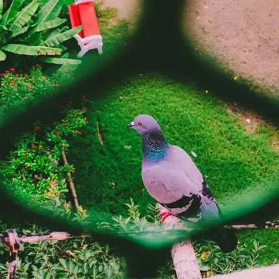 Harsh Chhabra profile