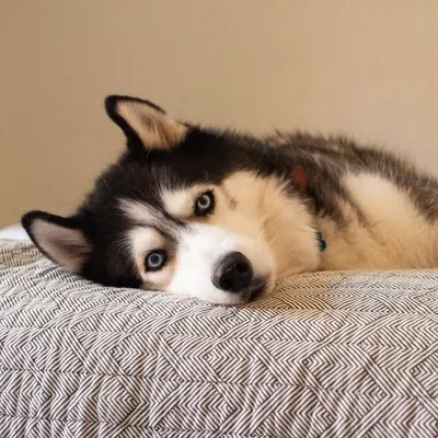 Odin profile