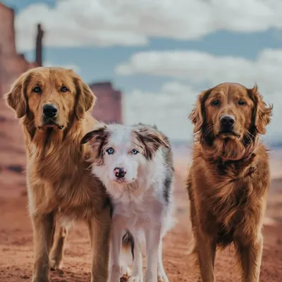 Bruno, Bruce, and Baloo profile