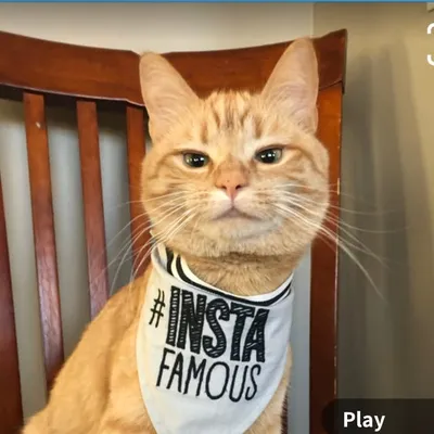 The Cat Named Carrot profile
