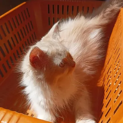 The Cat 🐱mamma profile