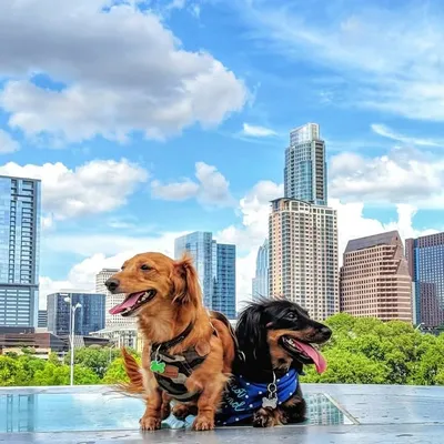 World Famous, Dachshund Bros ๐ญ profile