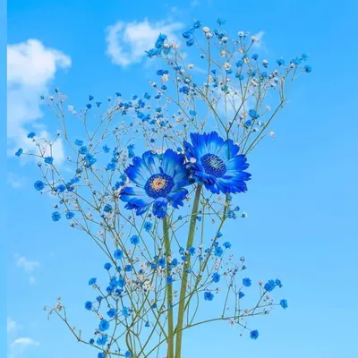 🌼..अ..वि..ना..श.. गु..प्ता..🌼