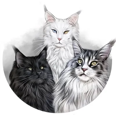 Nithaya, Orson & Oria profile