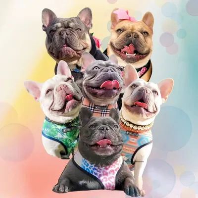 🐾The Frenchie Doots🐾 profile
