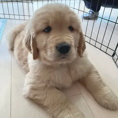Pudding ๐ฎ | CKC Golden Retriever profile