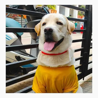 Chiku🐾 | Labrodor Retriever 🇮🇳 profile