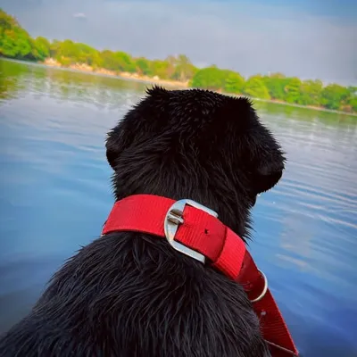 JoJo🐾 Labrador | RetrieveR🇮🇳 profile