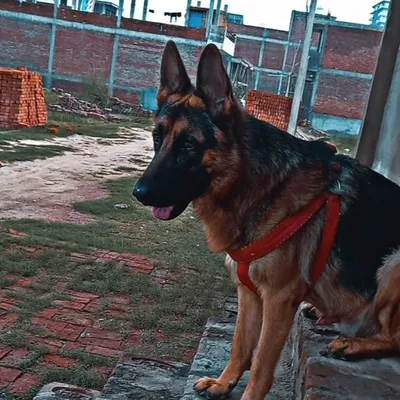 THUNDER⚡️ profile