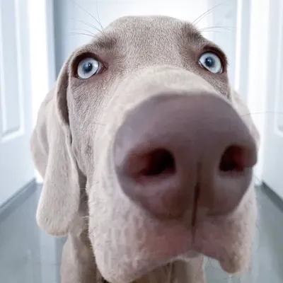 Hank the Weimaraner profile