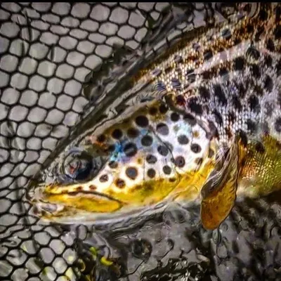 The Joy of Fly Fishing profile