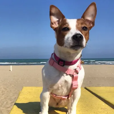 Maya The Dog profile