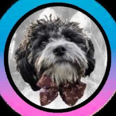 Finnigan_Brooklyn_Doodle profile