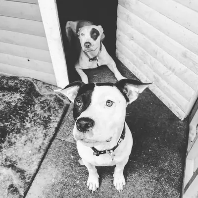 Keisha 'nibbly' Widdall & Rafiki 'poo-face' Widdall profile