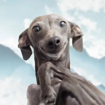 🐶Milo The Italian Greyhound🐶 profile