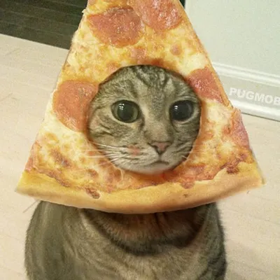 TheOriginal Pizzacat #pizzacat profile
