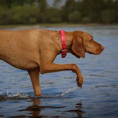The Pretty Pointers profile