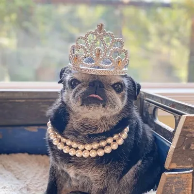 The Pug Retirement Home profile