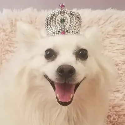 Kiki aka The Queen of Fluff profile