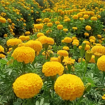 it's attitude choudhary profile