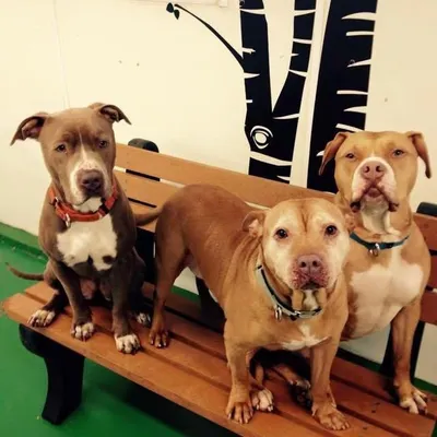The Rescued Commuters profile