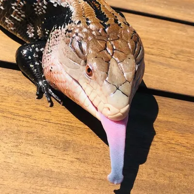 Mocha Boi profile