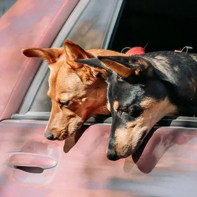 Scout and Roo profile