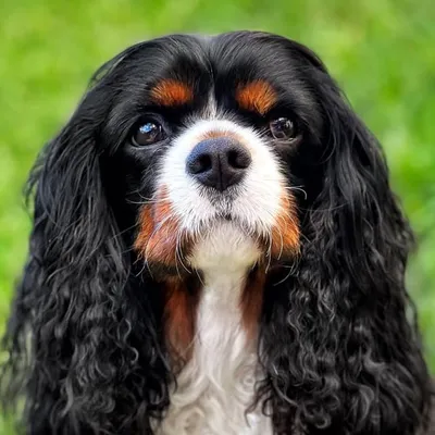 Koda profile