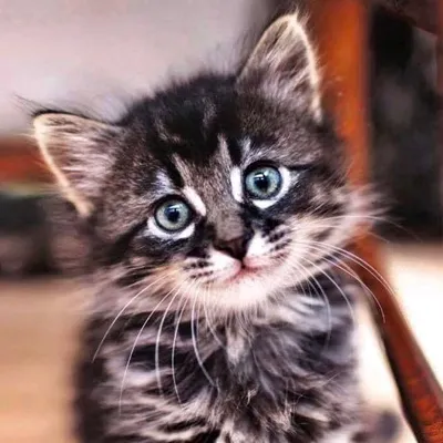 Baby Animals • Pets profile