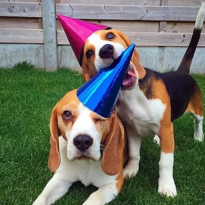 Louie The Beagle profile
