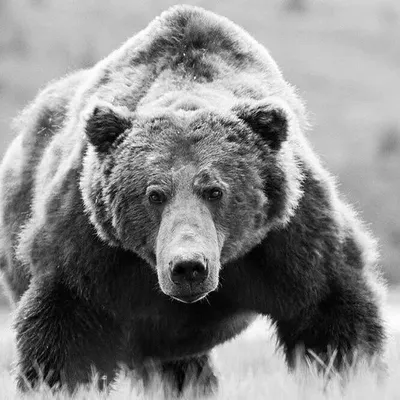 The Bears 🇷🇺 profile