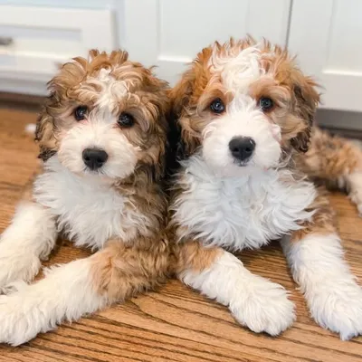 Phoebe & Penelope profile