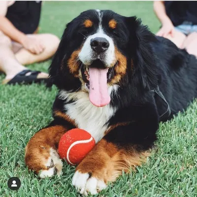 Whopper the Berner profile