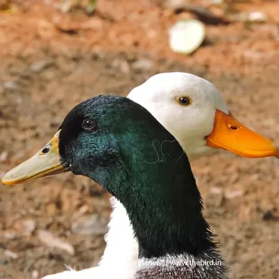 The Birds Planet ® profile
