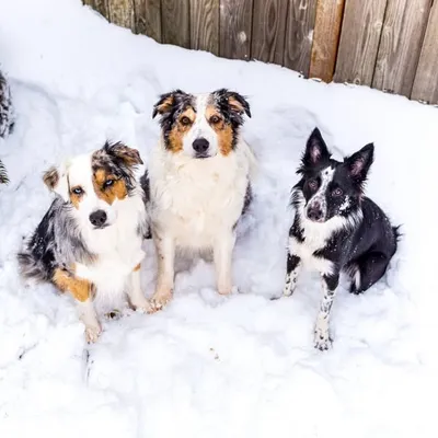 ↟ Oliver, Camilla, Sabrina, & Melody |Stephanie ↟ profile