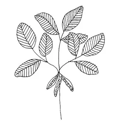 The Botanical Candle Co. profile