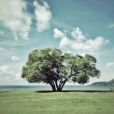 A tree on Instagram profile