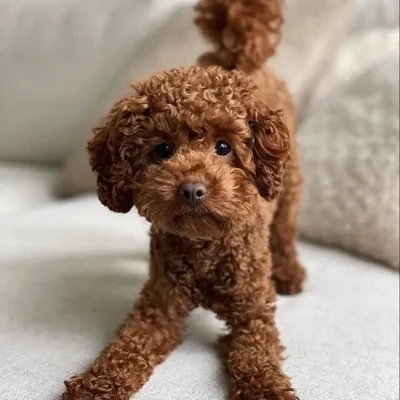 Poodle teddy profile