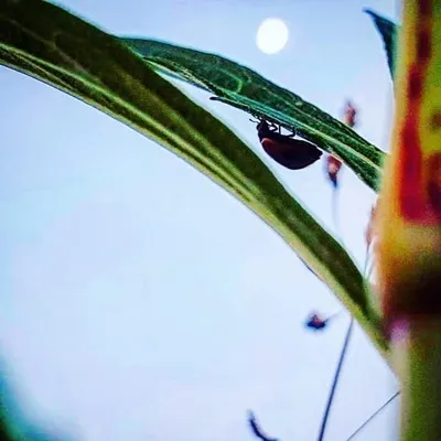 The Bug Sanctuary ๐ profile