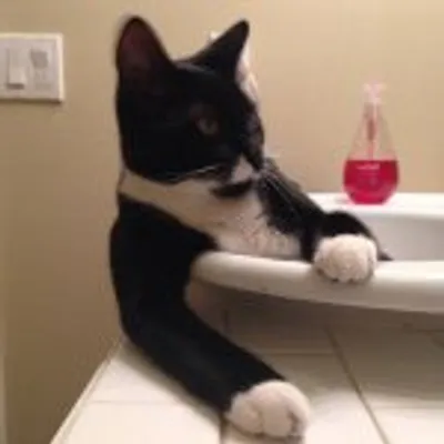Leroy the Cat profile