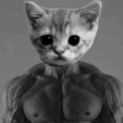 cat memes profile