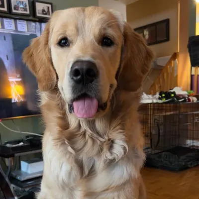 Colby Jack (CJ) - Cheddar’s baby bro profile
