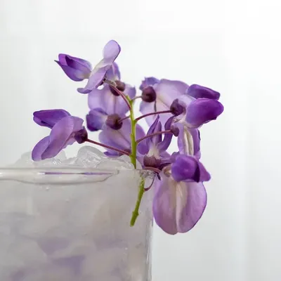 The Cocktails Story by Hugo profile