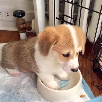 The Corgi Parents profile