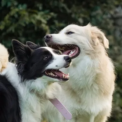 Luna, Cosmo, Liv and Co profile