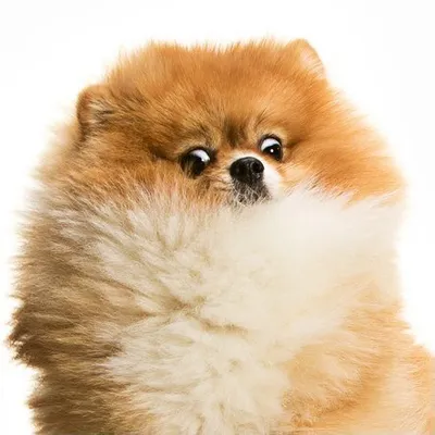 The Daily Pomeranian™️ profile