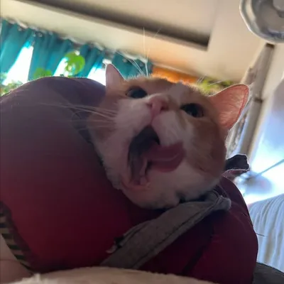 ๐ฃ๐ ๐งฟ / Jessikat profile